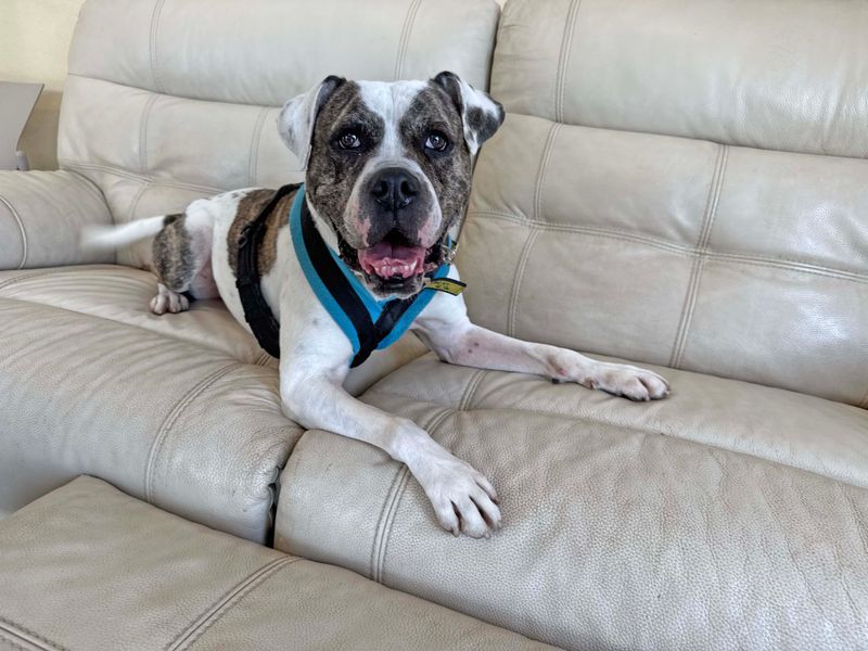 Brian | American Bulldog Cross | Basildon (Essex) - 1