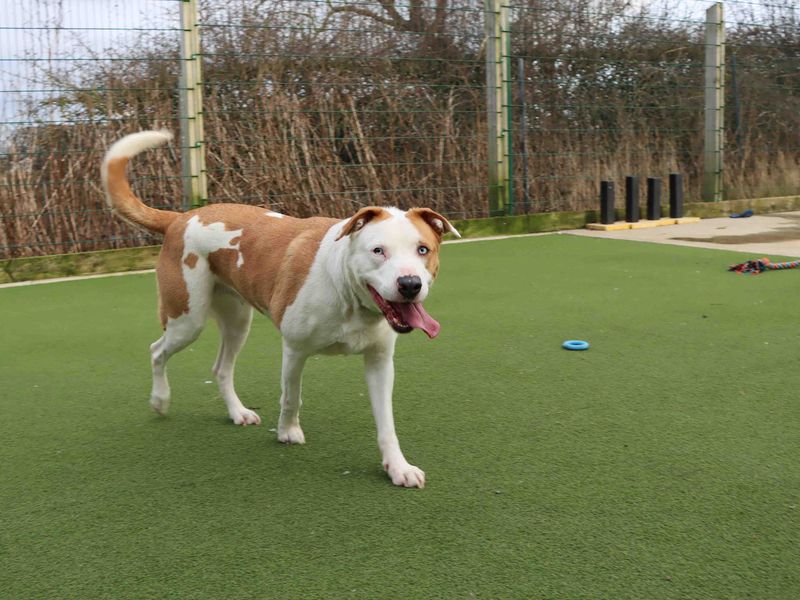 American Bulldog for adoption in Sadberge, Co Durham – 9 years old