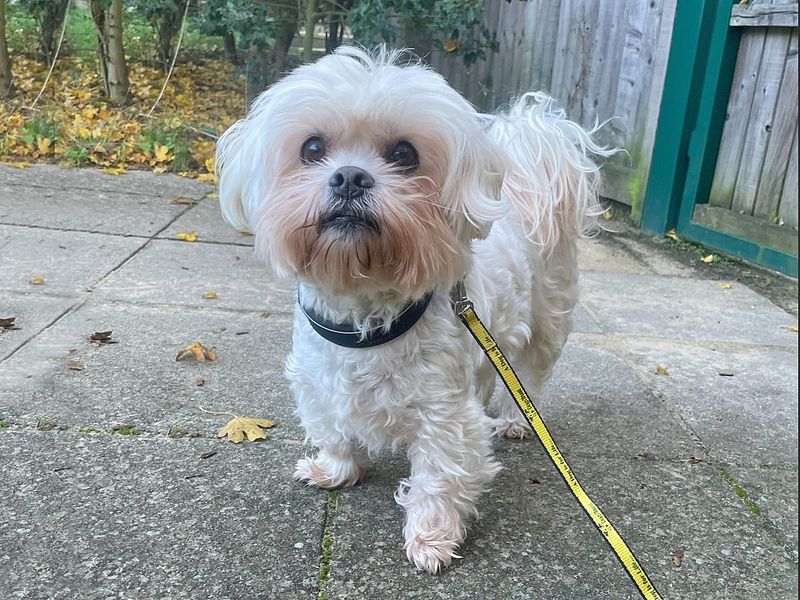 Lhasa apso best sale cross shih tzu