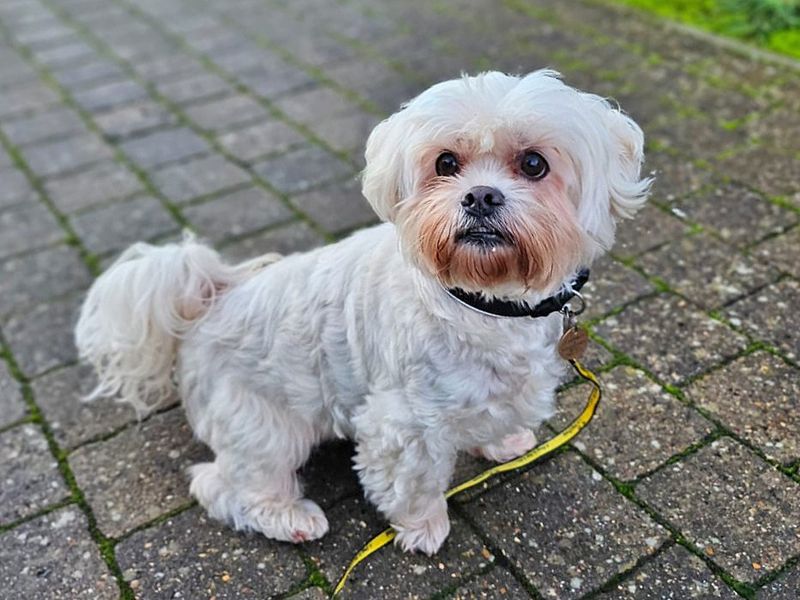 Harvey | Lhasa Apso Cross | Basildon (Essex) - 1