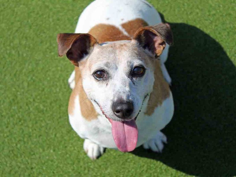 Jack Russell puppies for sale in Sadberge – 12 years old