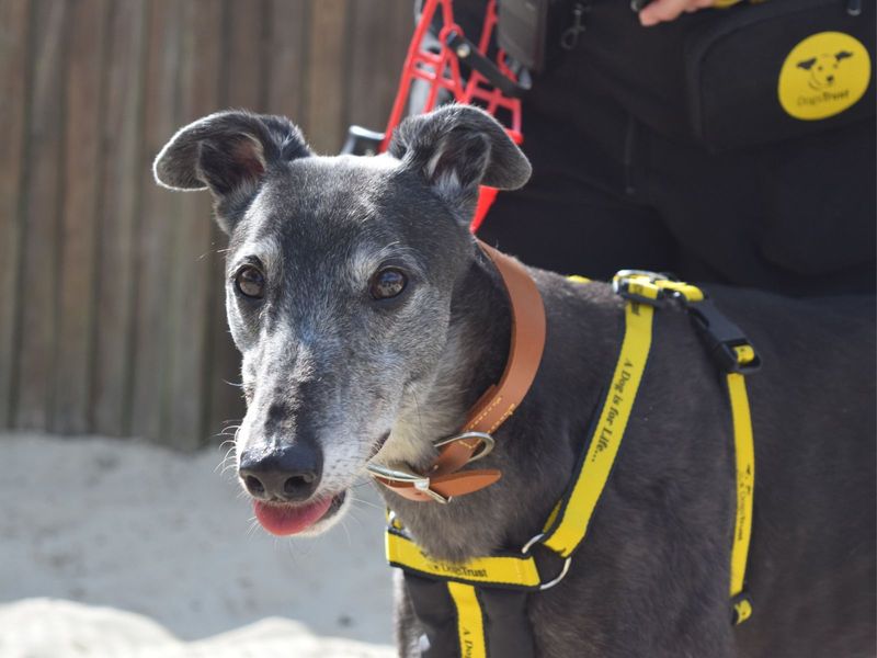 Greyhound for adoption in Uxbridge, London – 9 years old