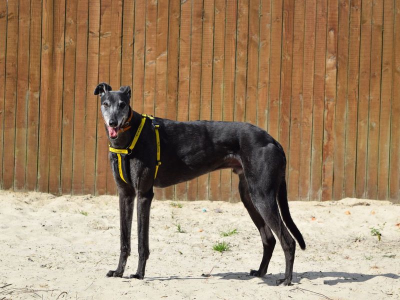 Greyhound for adoption in Uxbridge, London – 9 years old - Image 2 of 2