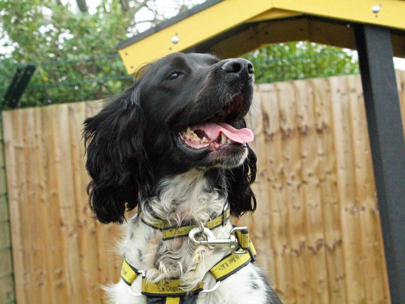 Springer Spaniel puppies for sale in Sadberge – 5 years old