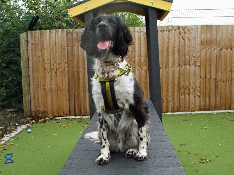 Alfie for sale in Sadberge - Image 2