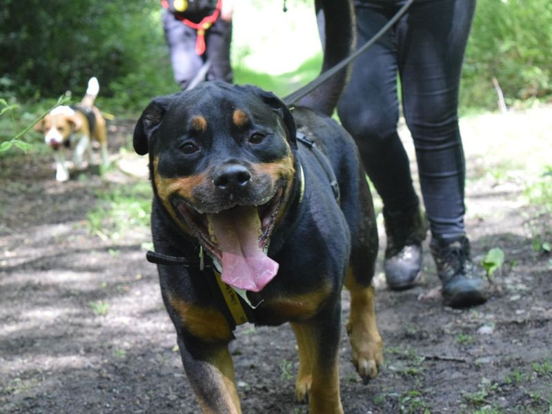 Adopt a Rottweiler Cross Rescue Dog | Loki | Dogs Trust