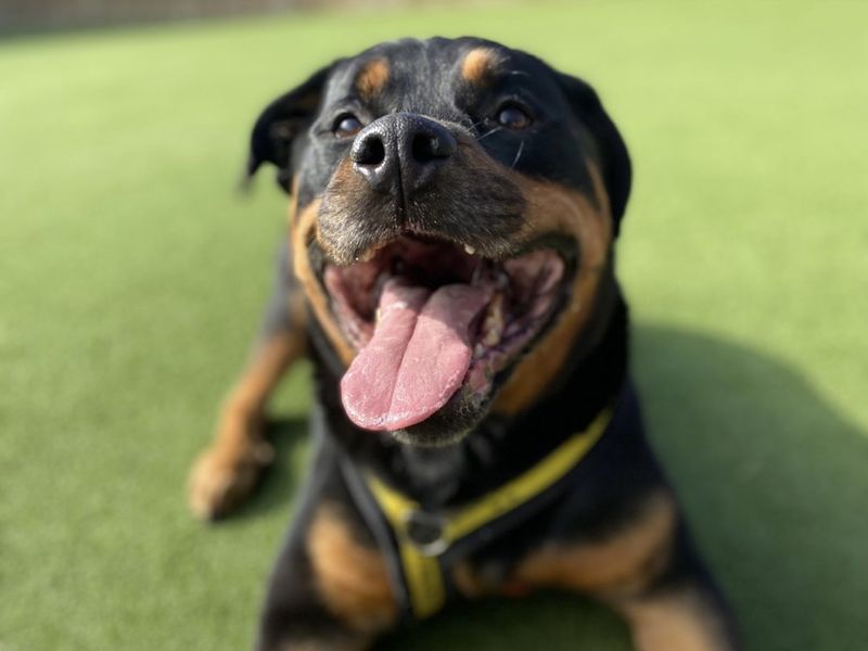 Rspca rottweiler puppies for hot sale adoption