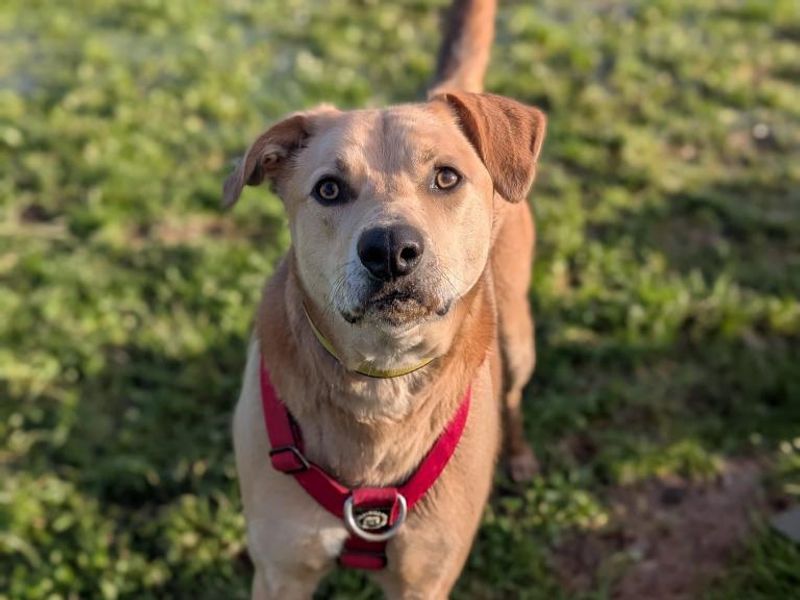 Harry | Retriever (Labrador) Cross | Shrewsbury (Shropshire) - 1