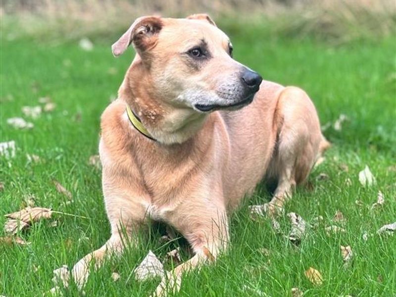 Harry | Retriever (Labrador) Cross | Shrewsbury (Shropshire) - 1