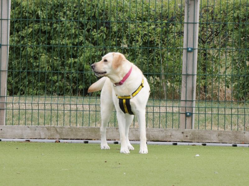 Fable | Retriever (Labrador) | Evesham (Worcestershire) - 1