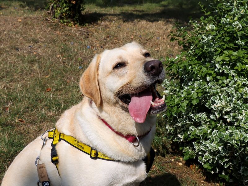 Fable | Retriever (Labrador) | Evesham (Worcestershire) - 1
