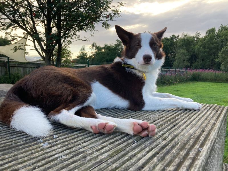 Border Collie for adoption in West Calder, West Lothian – 6 years old - Image 1 of 6