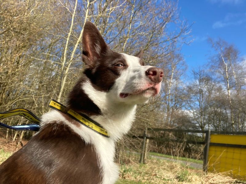 Border Collie for adoption in West Calder, West Lothian – 6 years old - Image 6 of 6