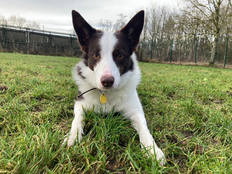Border Collie for adoption in West Calder, West Lothian – 6 years old - Image 3 of 6
