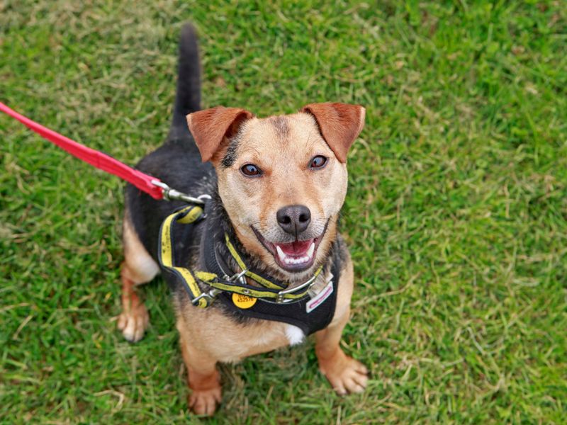 Freddie for sale in Shoreham by Sea - Image 2