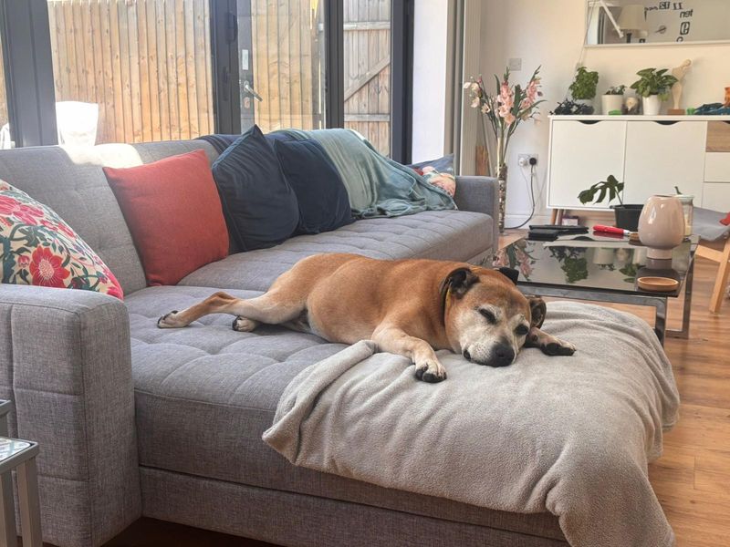 Lush | Terrier (Staffordshire Bull) Cross | Cardiff - 1