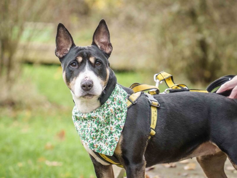 Kira | Terrier (Bull) | Loughborough - 3