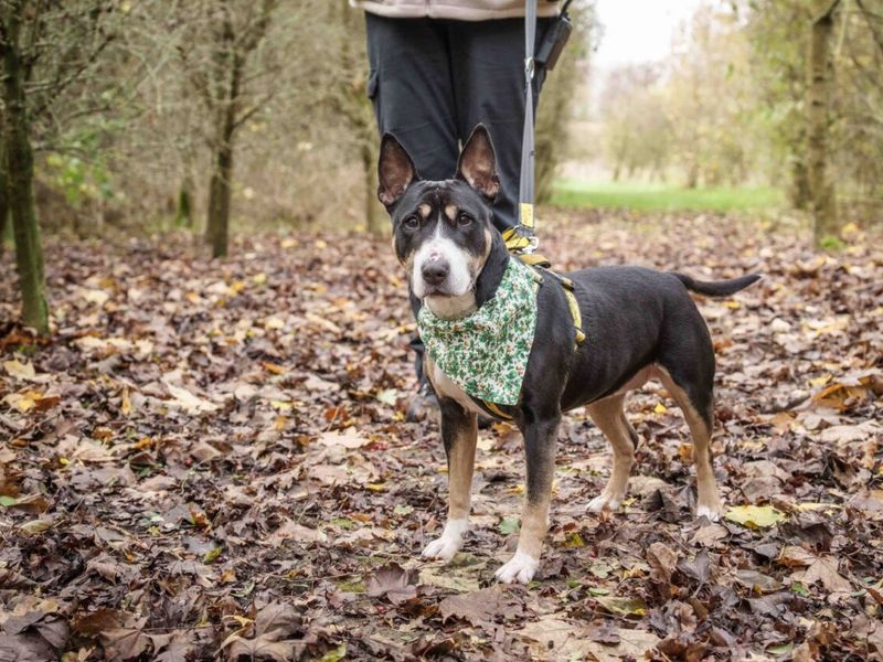 Kira | Terrier (Bull) | Loughborough - 4