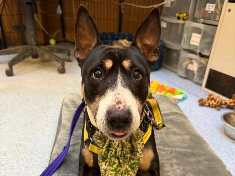 Kira, a 8 years old female Unknown available for adoption from Dogs Trust in Loughborough, Leicestershire