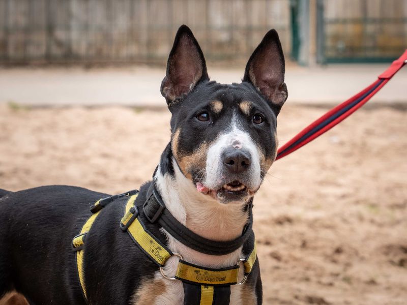 Kira | Terrier (Bull) | Loughborough - 9
