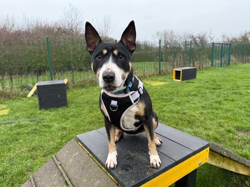 Kira | Terrier (Bull) | Loughborough - 8