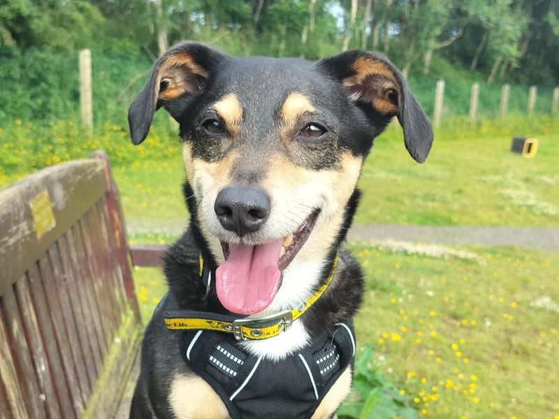 Rossi | Terrier (Jack Russell) Cross | Ballymena (Northern Ireland) - 3