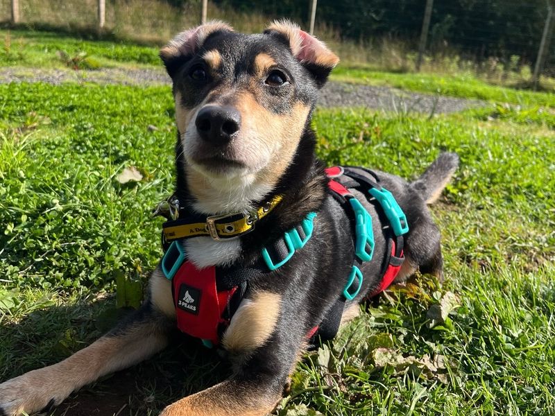Rossi | Terrier (Jack Russell) Cross | Ballymena (Northern Ireland) - 4