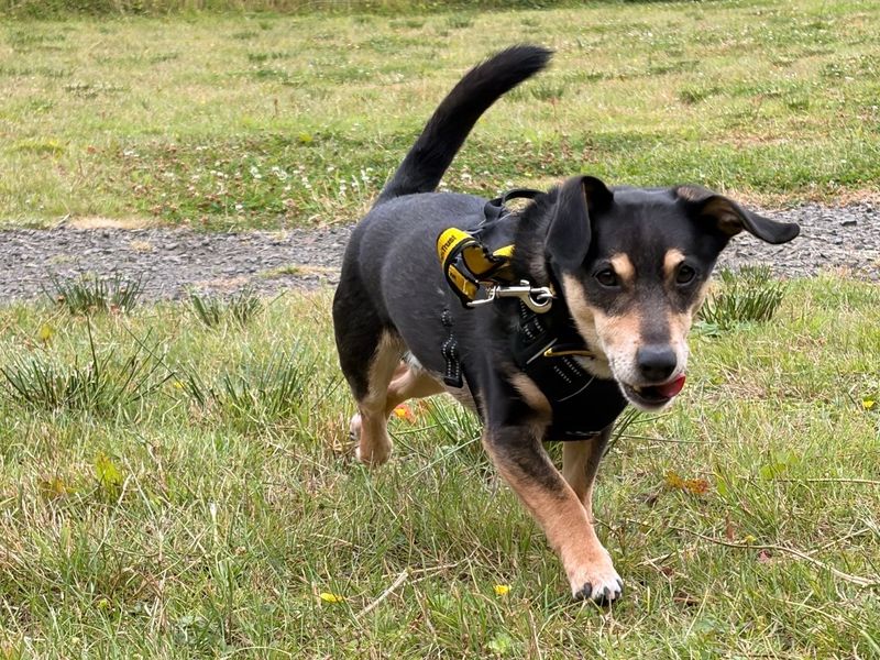Rossi | Terrier (Jack Russell) Cross | Ballymena (Northern Ireland) - 2