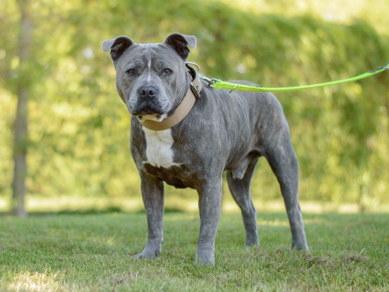 Baloo for sale in Kenilworth, Warks | Image 2