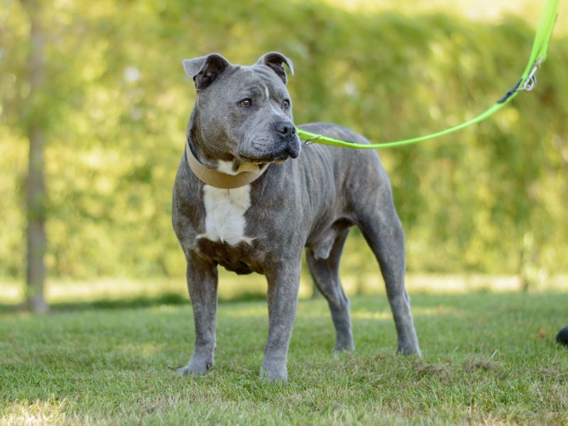 Baloo for sale in Kenilworth, Warks | Image 3