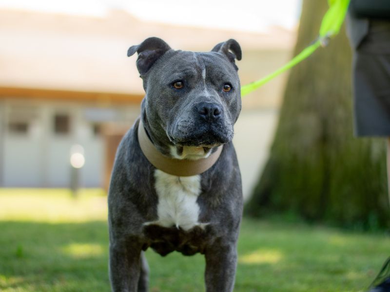 Baloo for sale in Kenilworth, Warks | Image 4