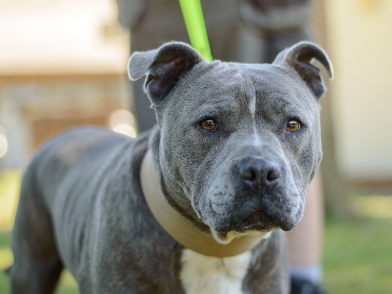 Baloo for sale in Kenilworth, Warks