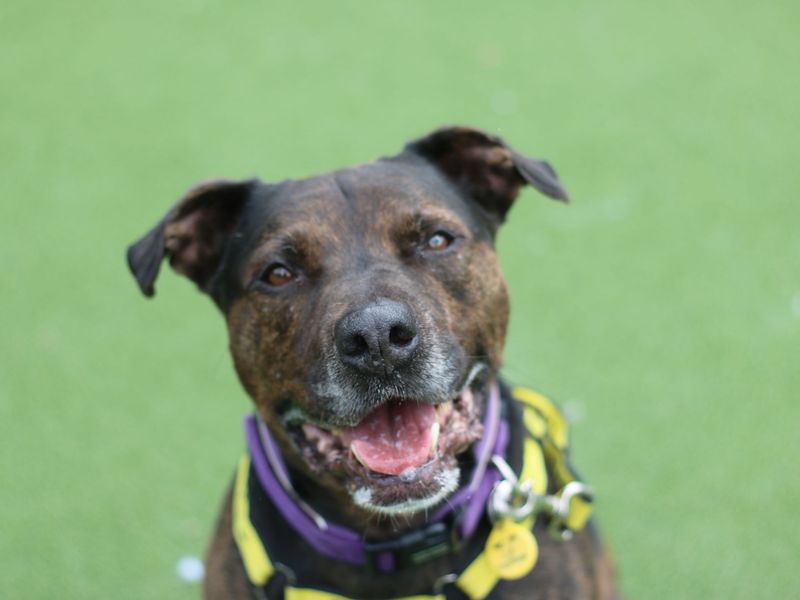 Jack | Terrier (Staffordshire Bull) | Glasgow - 1