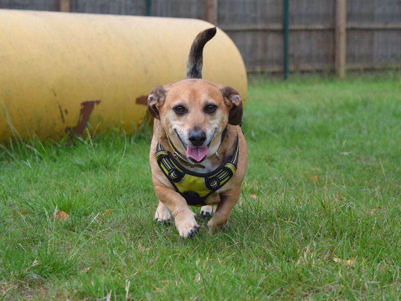 Jack Russell for adoption in Uxbridge, London – 6 years old - Image 3 of 3