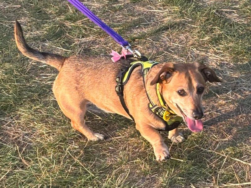 Jack Russell for adoption in Uxbridge, London – 6 years old - Image 2 of 3