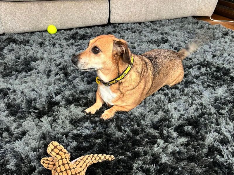 Jack Russell for adoption in Uxbridge, London – 6 years old