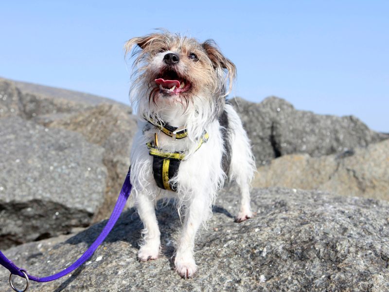 Charlie for sale in Shoreham by Sea - Image 2