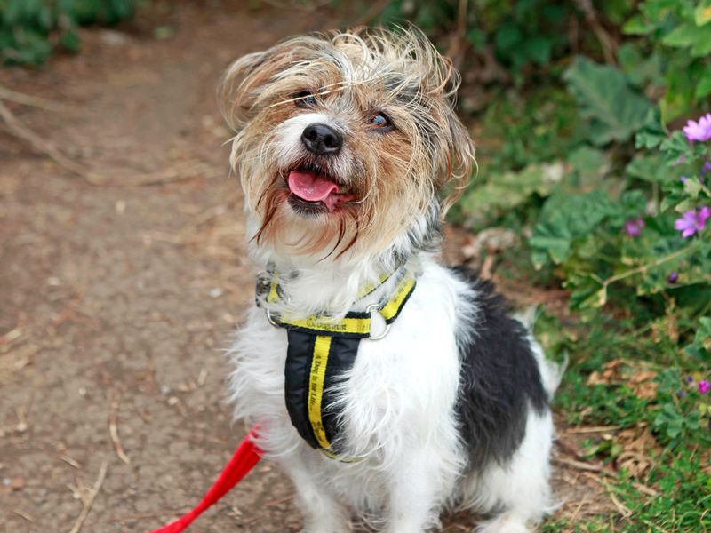 Charlie | Terrier (Jack Russell) Cross | Shoreham (Sussex) - 1