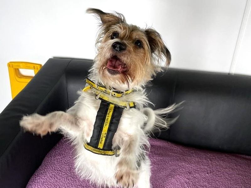Charlie for sale in Shoreham by Sea - Image 3