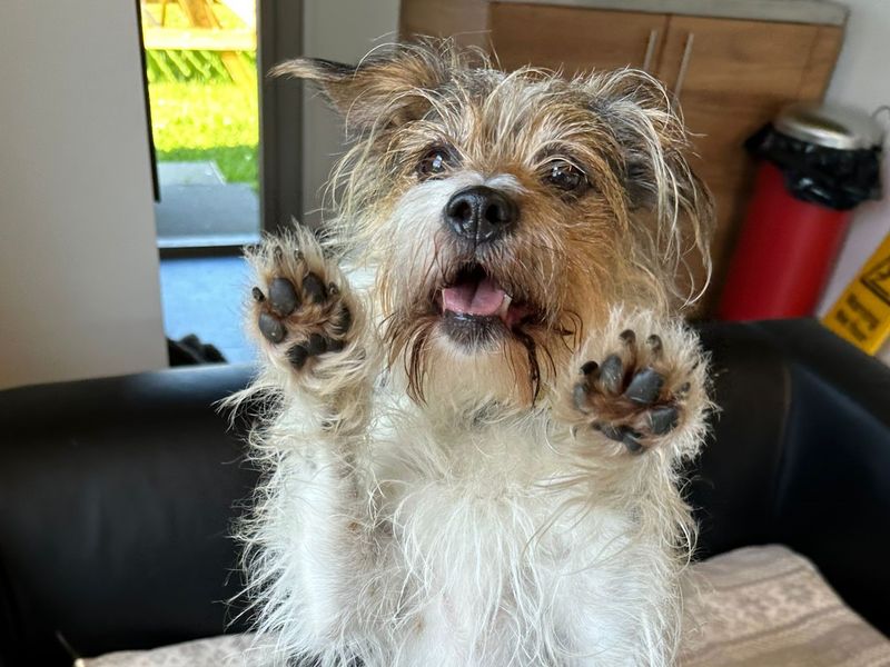 Jack Russell Terrier for adoption in Shoreham-by-Sea, West Sussex – 11 years old - Image 6 of 6