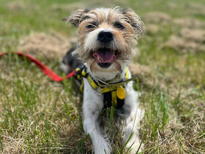 Jack Russell Terrier for adoption in Shoreham-by-Sea, West Sussex – 11 years old - Image 1 of 6