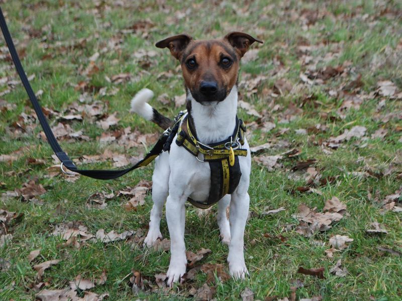 Terry for sale in Newbury - Image 1