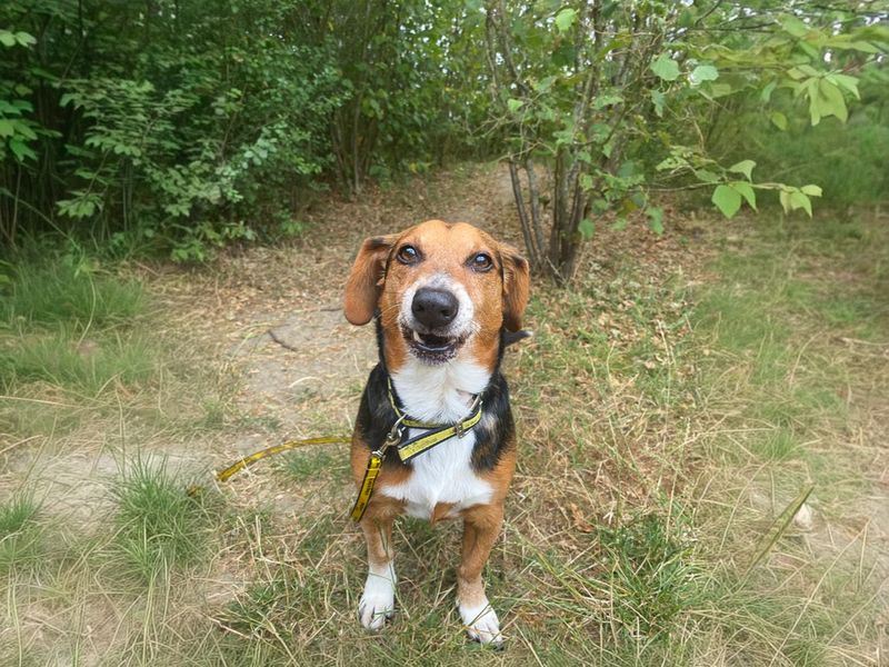 Kobie | Dachshund (Smooth Haired) Cross | Basildon (Essex) - 2