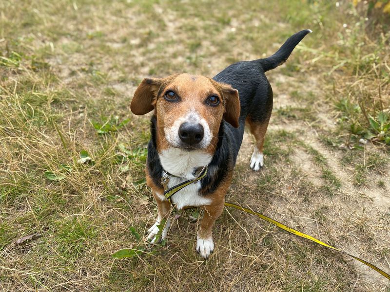 Kobie | Dachshund (Smooth Haired) Cross | Basildon (Essex) - 3