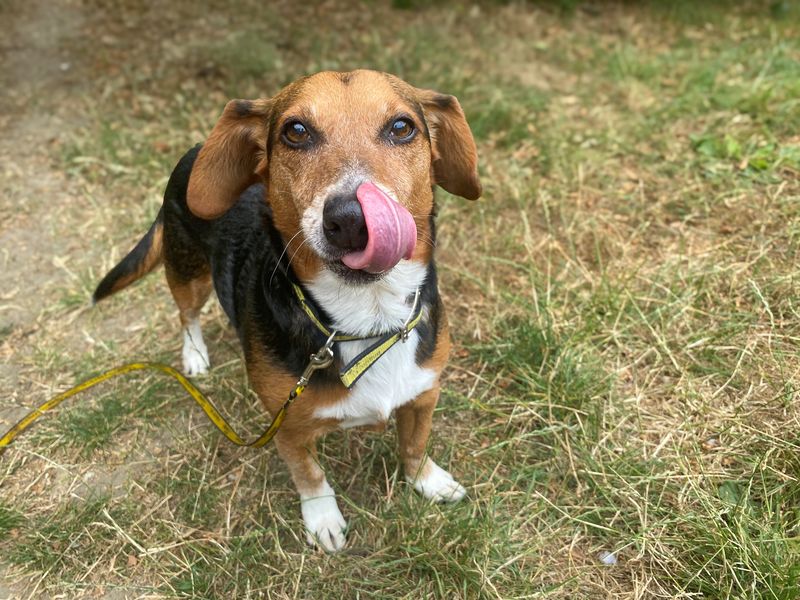 Kobie | Dachshund (Smooth Haired) Cross | Basildon (Essex) - 1