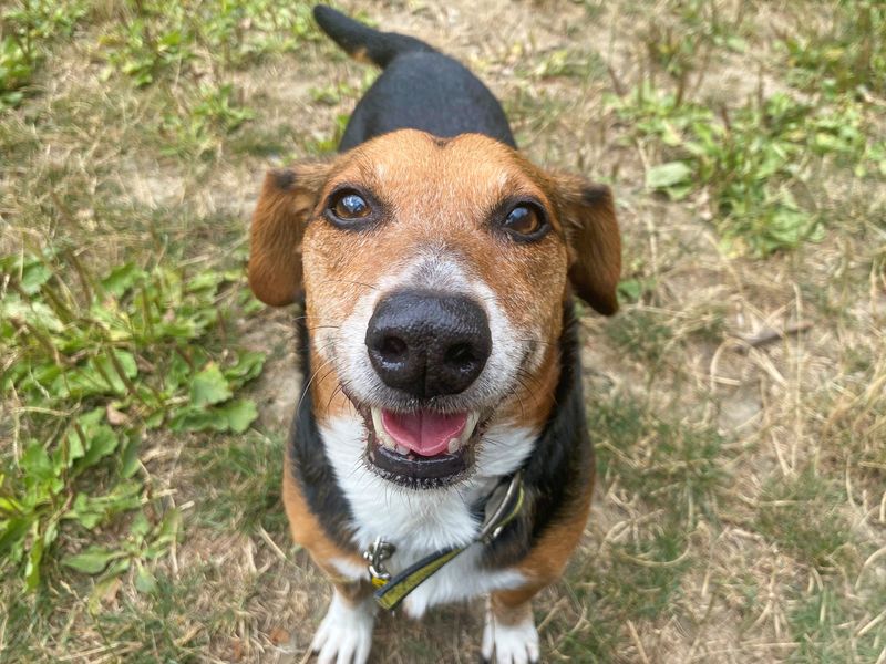 Kobie | Dachshund (Smooth Haired) Cross | Basildon (Essex) - 4