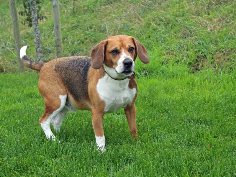 Bertie beagle for sale in Sadberge