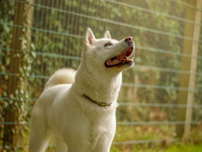 Roxy | Akita | Kenilworth (West Midlands) - 2
