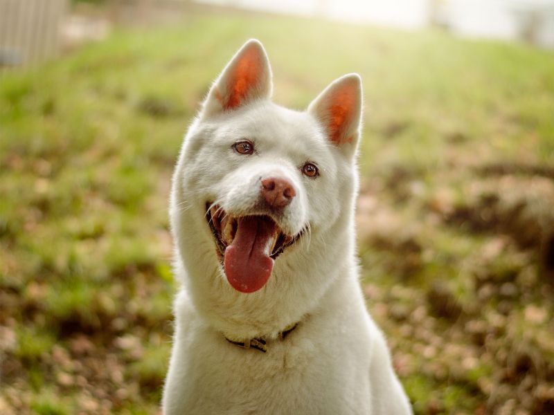Roxy | Akita | Kenilworth (West Midlands) - 3