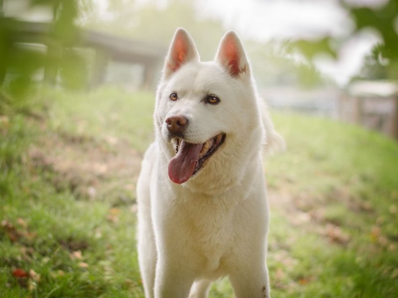 Roxy | Akita | Kenilworth (West Midlands) - 1